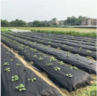 Tessuto da giardino anti-UV per copertura vegetale Realizzato in tessuto non tessuto agricolo in PP